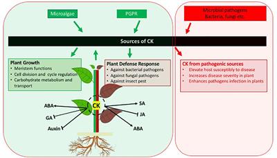Role of Cytokinins for Interactions of Plants With Microbial Pathogens and Pest Insects